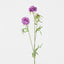 Scabiosa Stem Purple - Pack of 12