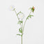 Scabiosa Stem White - Pack of 12