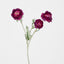 Ranunculus Stem With 3 Heads Magenta - Pack of 24