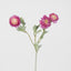 Ranunculus Stem With 3 Heads Pink - Pack of 24