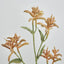 Kangaroo Paw Spray Orange - Pack of 24