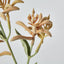 Kangaroo Paw Spray Orange - Pack of 24