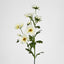 Cosmos Spray 85cm White