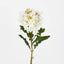 Agapanthus Stem White