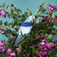 Azure Yellow Belly Parrot Small