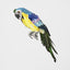 Azure Yellow Belly Parrot Small