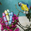 Azure Yellow Belly Parrot Large