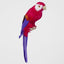 Arnou Fuchsia Parrot