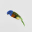 Little Lorikeet