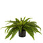 Boston Fern In Black Pot Large