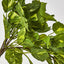 Hanging Pothos Plant