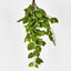 Hanging Pothos Plant