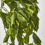 Hanging Pothos Plant