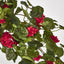 Red Hanging Geranium Bush x 9
