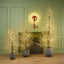 Black Forest Light Up Tree Extra Large 210cm
