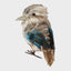 Kookaburra Medium