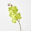 Phalaenopsis Spray Green
