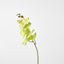 Phalaenopsis Spray Green