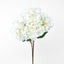 Hydrangea Bush White