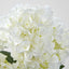 Hydrangea Bush White