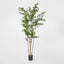 Oriental Olive Tree w 2464 Lvs