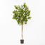 Lemon Tree Real Trunk 170cm