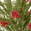 Potted Bottlebrush 190cm