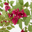 Bougainvillea Bush Fuchsia Hanging