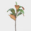 Magnolia Leaf - Pack of 12