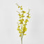 Yellow Dancing Orchid - Pack of 12