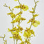 Yellow Dancing Orchid - Pack of 12