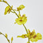 Yellow Dancing Orchid - Pack of 12