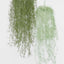 Spanish Moss Dark Green