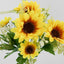 Sunflower Bush - Pack of 100