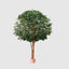 Mix Ficus Giant Tree 550cm