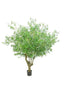 Giant Olive Tree With 9384 Leaves 216 Fruits Green 153cm