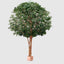 Mix Ficus Giant Tree 6.5M With 41480 Lvs