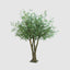 2.9m Giant Olive Tree w.20812 Lvs 468 Fruits