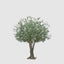 2.5m Giant Olive Tree w/13804 Lvs and 288 Fruits
