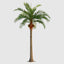 Coco Palm 6.6m 22 Fronds 1683 Lvs