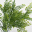 Maidenhair Fern Bush