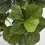 4ft Fiddle Leaf Plant x 7 in Pot