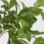 Bay Leaf Bush Hanging 198 leaves Green