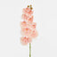 Ripple Phalaenopsis Stem Peach - Pack of 12
