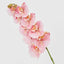 Ripple Phalaenopsis Stem Pink