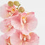 Ripple Phalaenopsis Stem Pink
