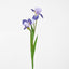 Iris Stem Purple