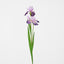 Iris Stem Dark Lilac