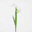 Iris Stem White