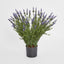 68cm Potted Lavender Bush